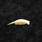 Best Ebi Sushi in Clarendon Hills, IL